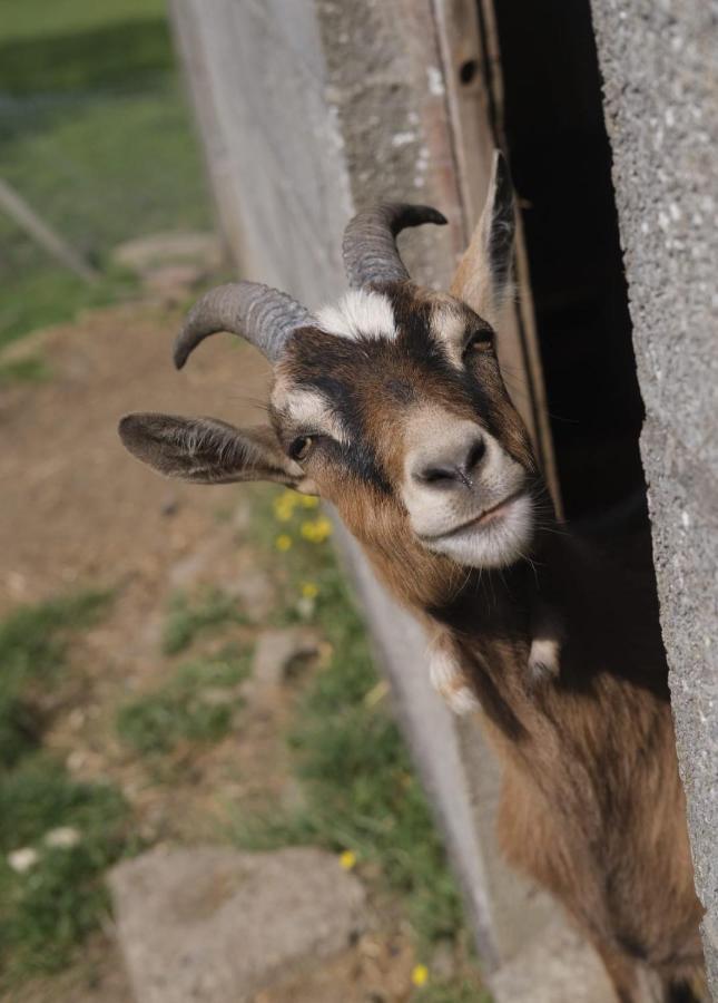 La Billardiere Camping A La Ferme Le Menil-Ciboult Dış mekan fotoğraf