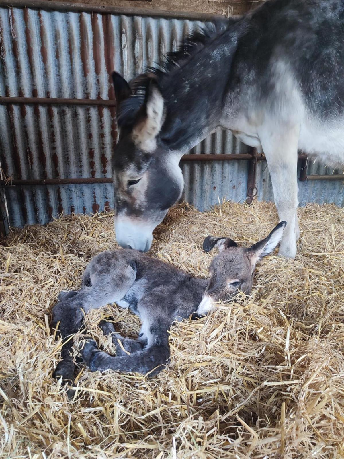 La Billardiere Camping A La Ferme Le Menil-Ciboult Dış mekan fotoğraf